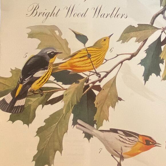 Vtg Bright Wood Warblers Print Songbirds List Pictures May 23 1938 Frame Ready - Picture 3 of 5